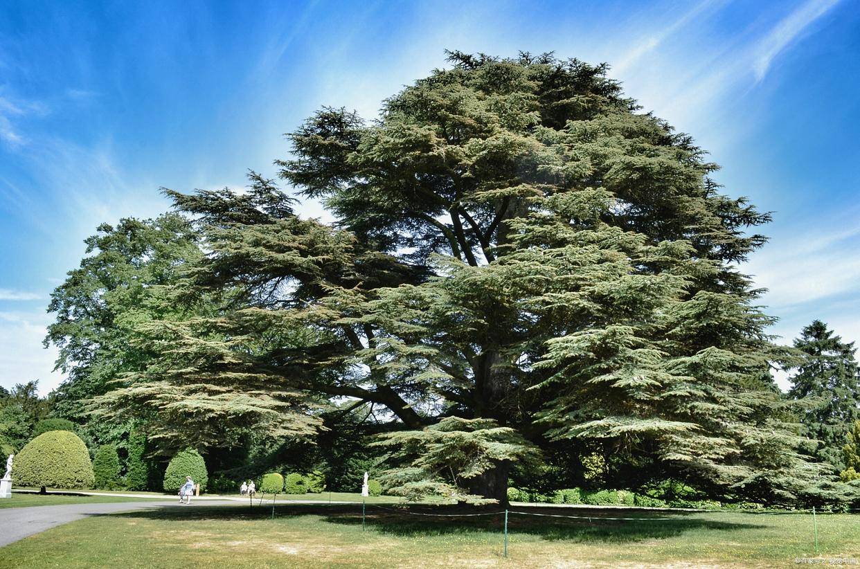 Cypress Tree